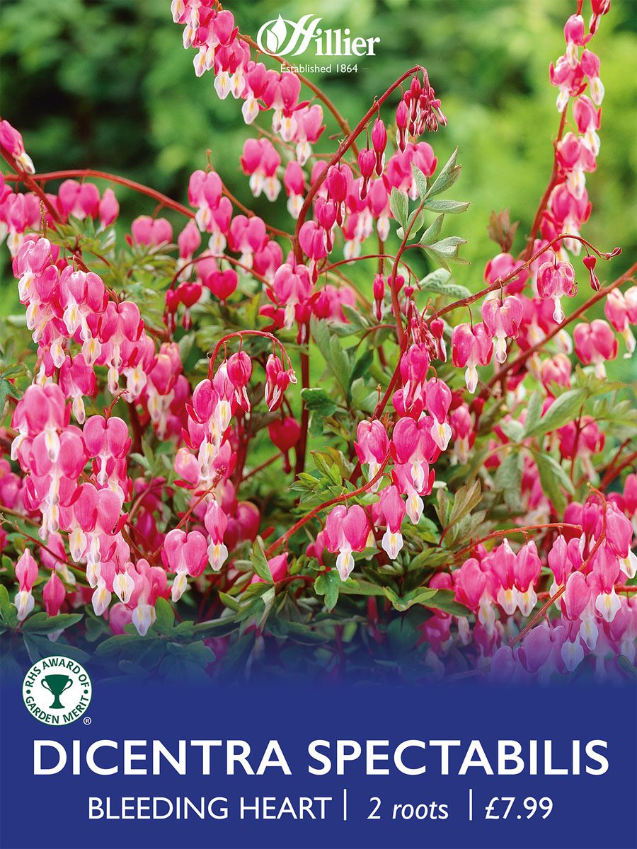 8718641998984 1 Dicentra Spectabilis Bleeding Hearts.jpg